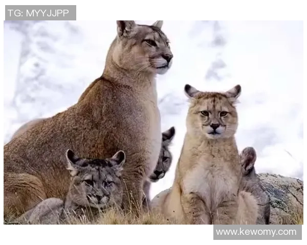 美洲狮与墨美洲的生态对比与保护现状探讨
